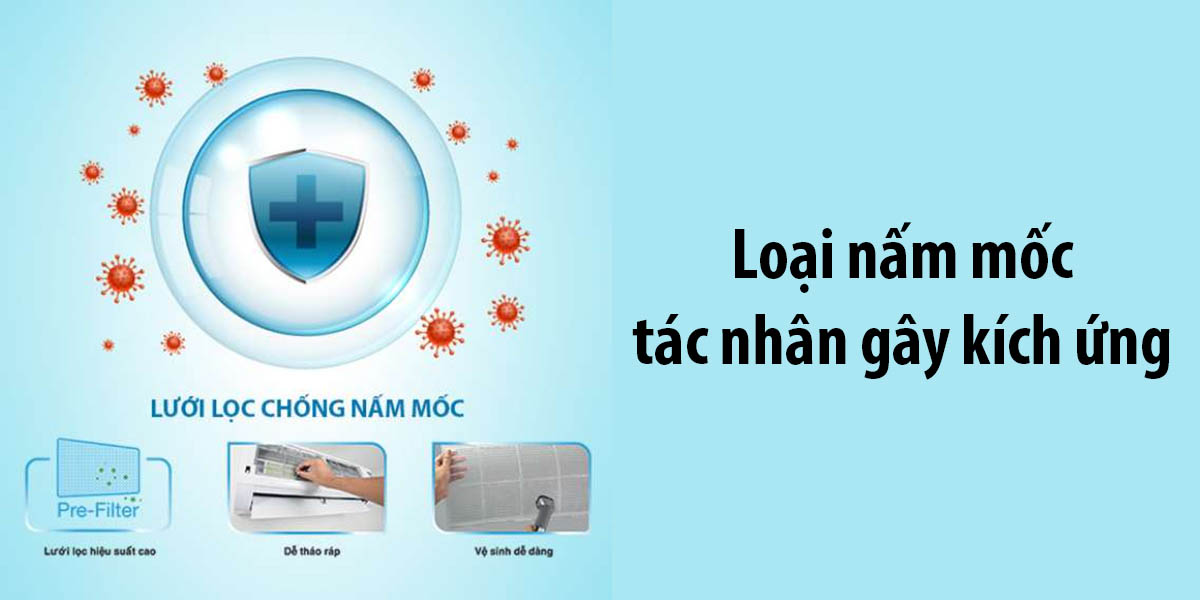 Bộ lọc chống nấm mốc